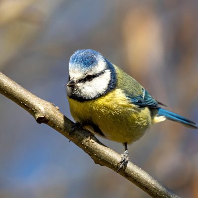 mésange-bleue-cyanistes-caeruleus-fiches-animaux
