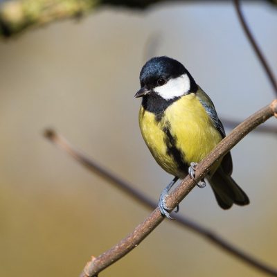 mesange-charboniere-parus-major-fiches-animaux
