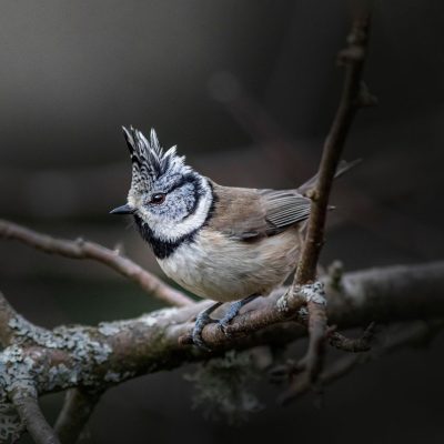 mesange-huppee-lophophanes-cristatus-fiches-animaux-monde-animal-squared