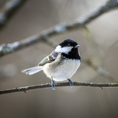 Mésange noire (Periparus ater)