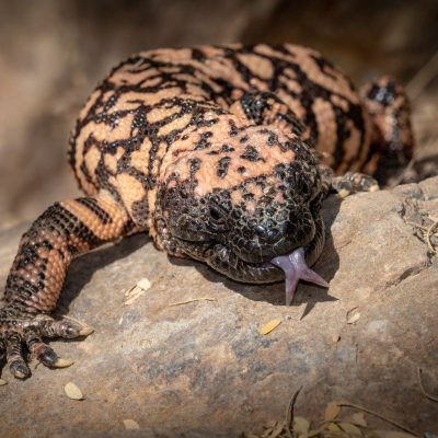 Monstre de Gila sortant sa langue