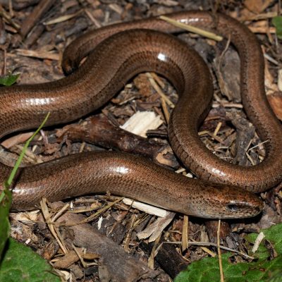Orvet fragile (Anguis fragilis)