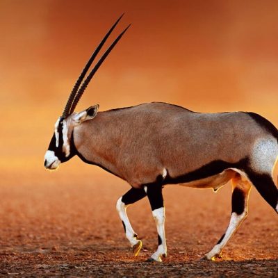 Oryx gazelle ou gemsbok (Oryx gazella)