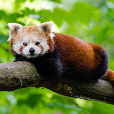 panda-roux-ailurus-fulgens