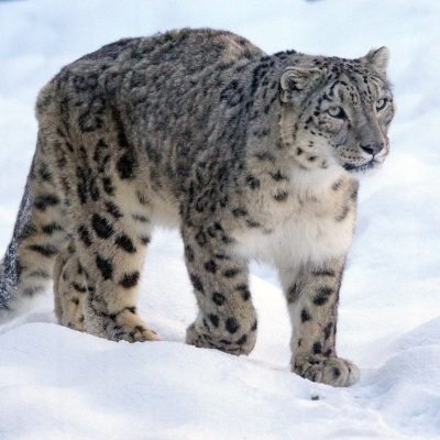 Panthère des neiges (Panthera uncia) marchant dans la neige