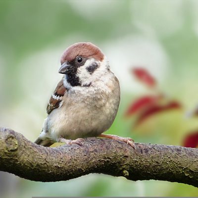 Moineau domestique (mâle)