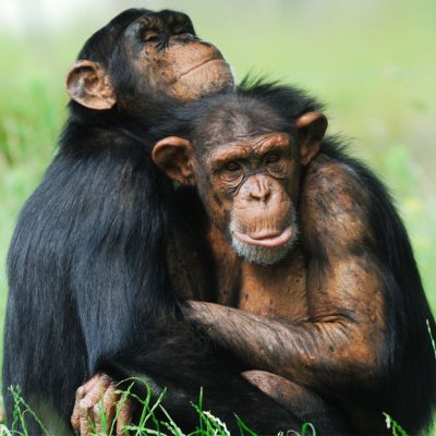 photos-animaux-monde-animal-apercu-google-chimpanzé