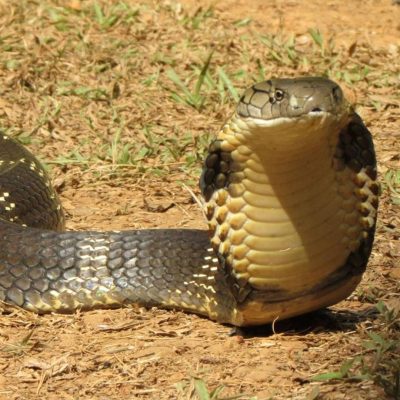 photos-animaux-monde-animal-apercu-google-cobra-royal