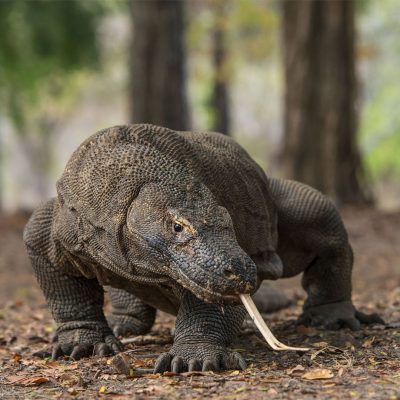 photos-animaux-monde-animal-apercu-google-dragon-de-komodo