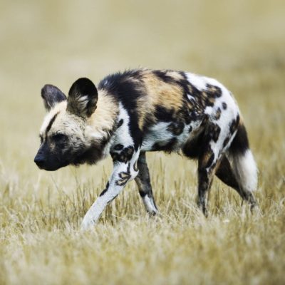 photos-animaux-monde-animal-apercu-google-lycaon