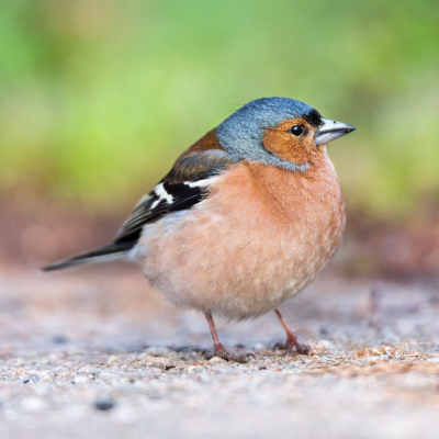 pinson-des-arbres-fringilla-coelebs-fiches-animaux-monde-animal-squared