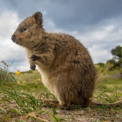 quokka-carre