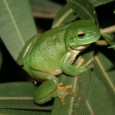 rainette-de-white-carre