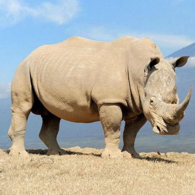 rhinoceros-blanc-carre