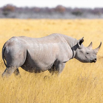 rhinoceros-noir-carre