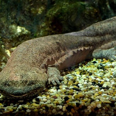 salamandre-geante-de-chine-andrias-davidianus