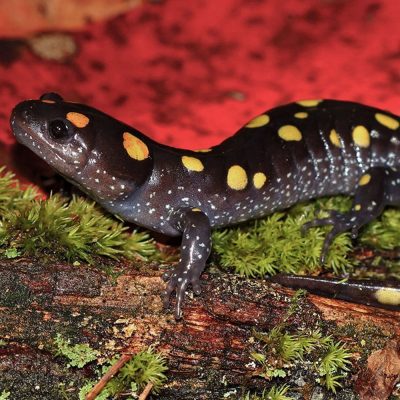 salamandre-maculee-carre