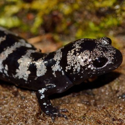 salamandre-marbree-carre