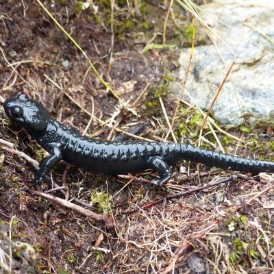 Salamandre noire (Salamandra atra)