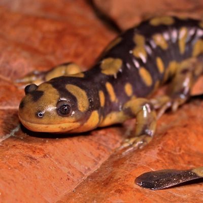 salamandre-tigree-carre