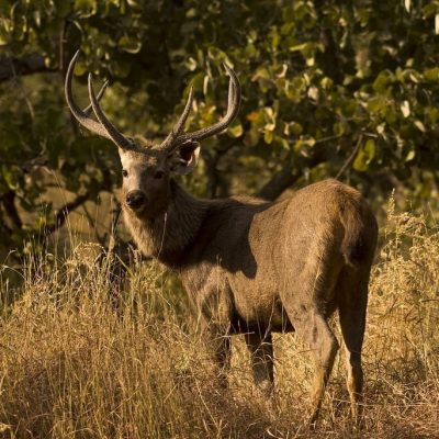 sambar-cerf-rusa-unicolor-carre
