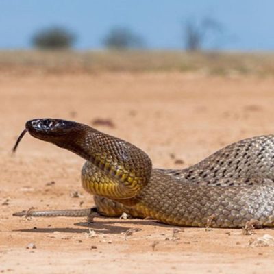 taipan-du-desert-carre