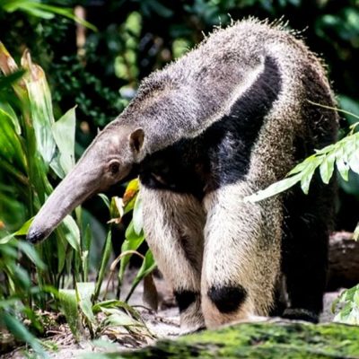 tamanoir-fourmillier-geant-carre