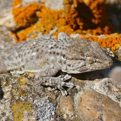 tarente-de-mauretanie-carre