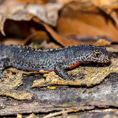 triton-alpestre-carre