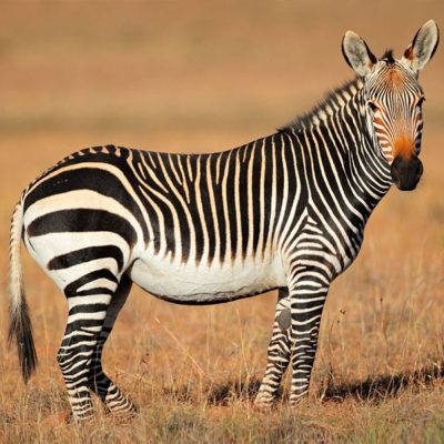 zebre-de-montagne-carre