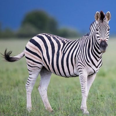 zebre-des-plaines-carre